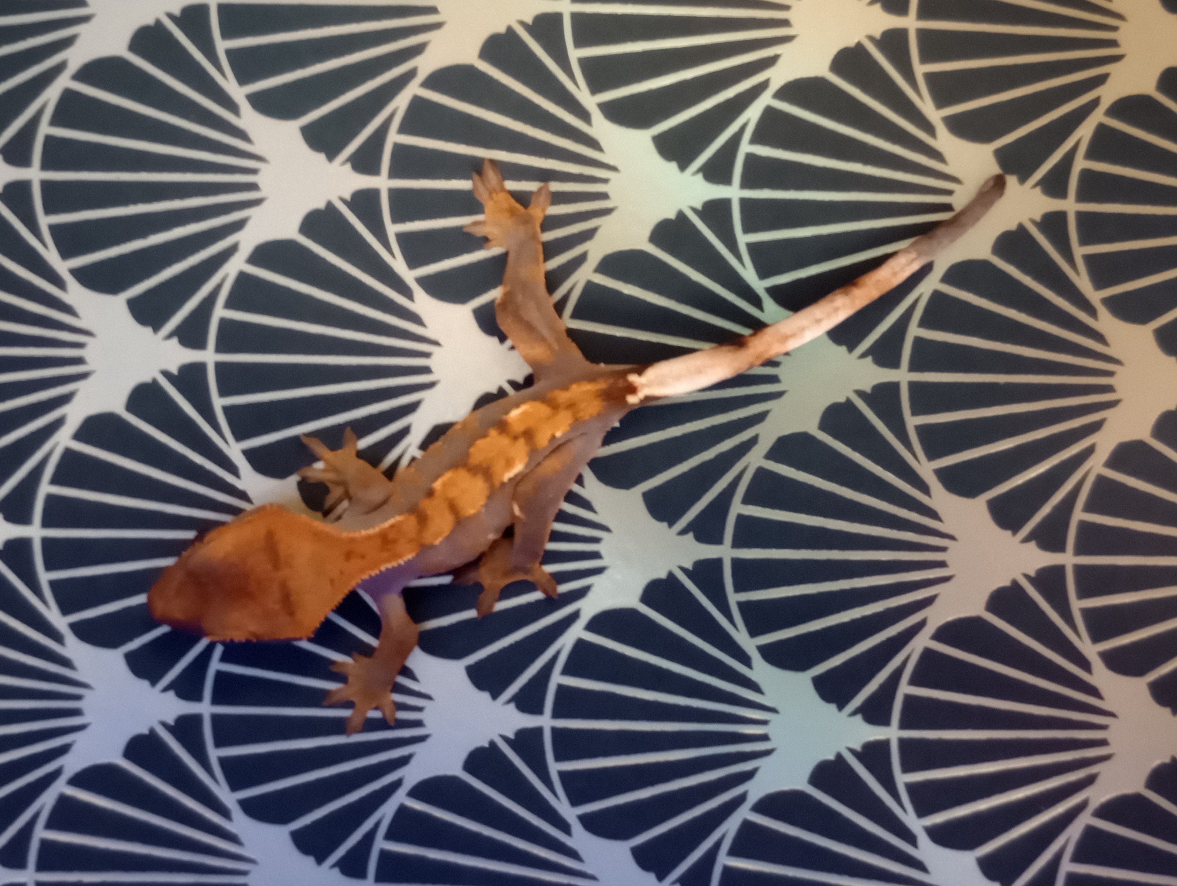 Pos Sable holdback top view